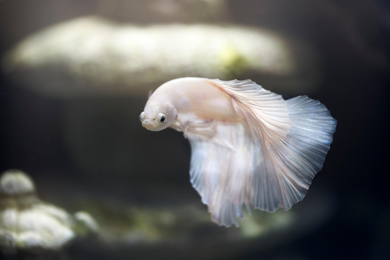 生理中の魚の臭いに関する知恵袋での対策は？