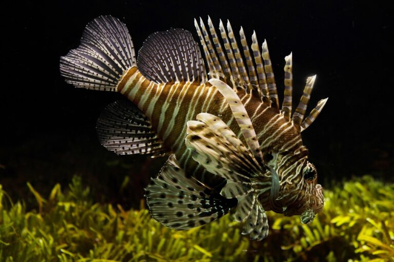 生理中の魚の臭い対策に関する知恵袋は？
