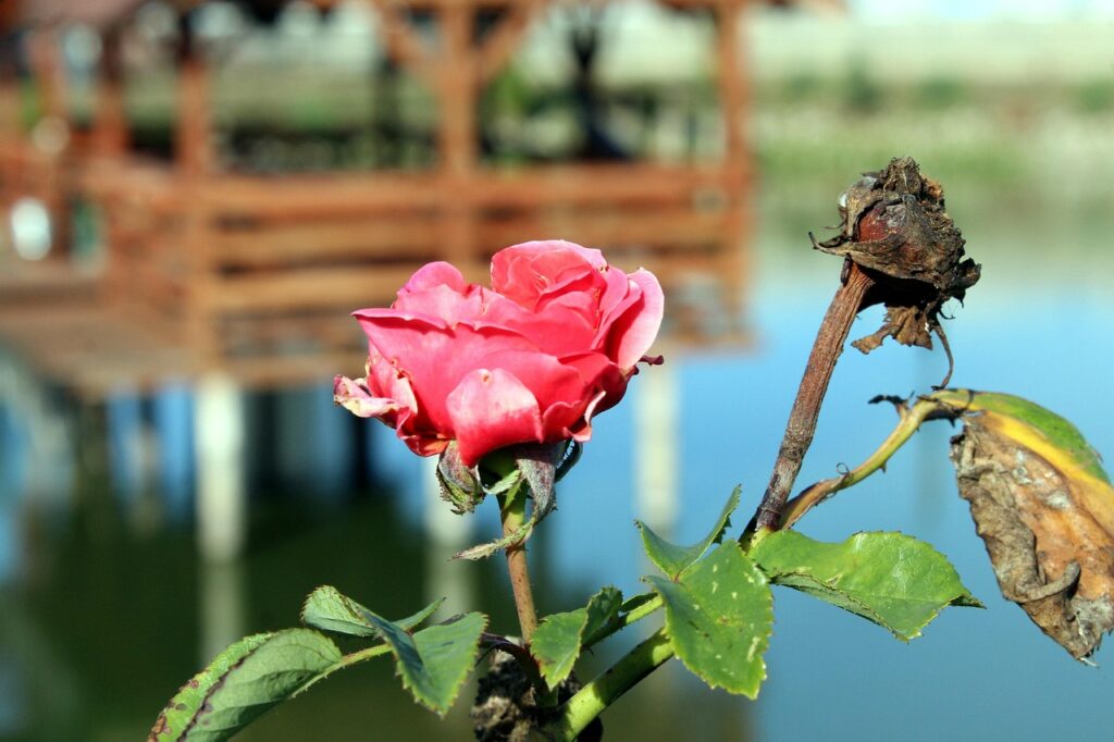 閉経後の臭いの原因は何ですか？