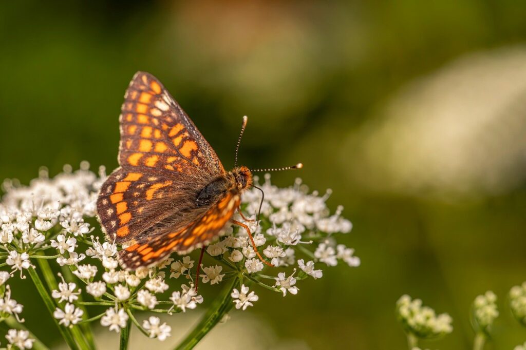 更年期におけるデリケートゾーンの変動が悪化する原因とは？