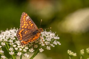 更年期のデリケートゾーンの不調はいつまで続く？対策は？