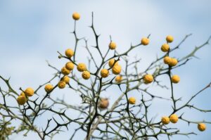 生理前におりものが低下する原因は何ですか？