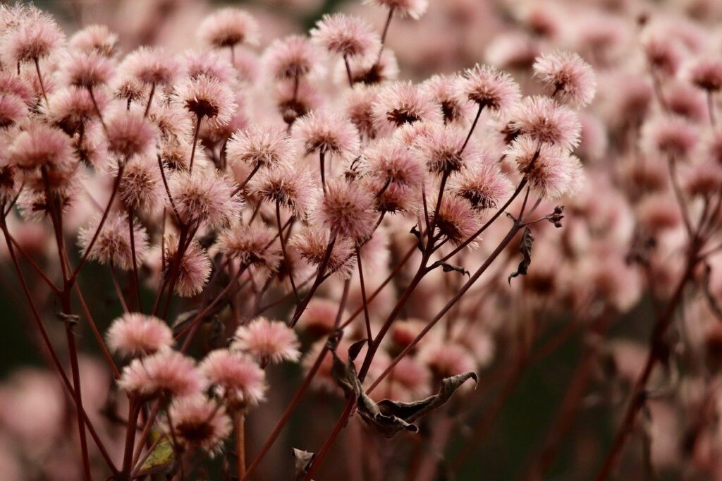 妊活におけるデリケートゾーンの低下の原因は何ですか？