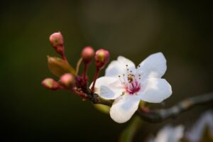 思春期におけるデリケートゾーンの変動原因とは？