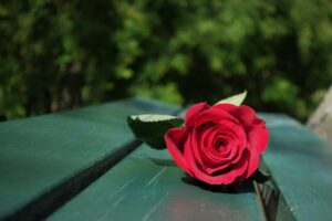 更年期の乱れや膣臭に効果的な乳酸菌サプリのおすすめは？