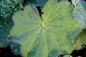 更年期の乱れに伴うおりもの対策での水分補給のポイントは？